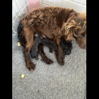 Cocker Spaniel (Working &amp; Show) - Dogs