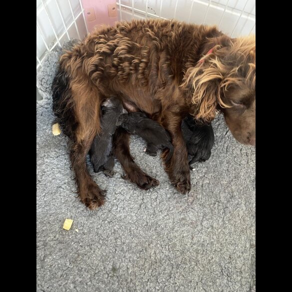 Cocker Spaniel (Working &amp; Show) - Dogs