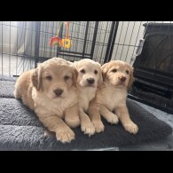 Cocker Spaniel (Working &amp; Show) - Both