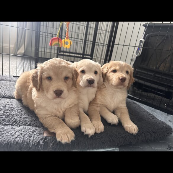 Cocker Spaniel (Working &amp; Show) - Both