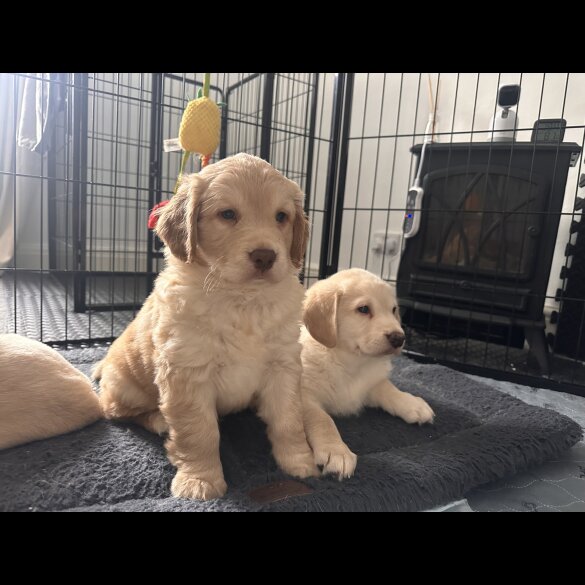 Cocker Spaniel (Working &amp; Show) - Both