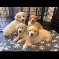 Cocker Spaniel (Working &amp; Show) - Both