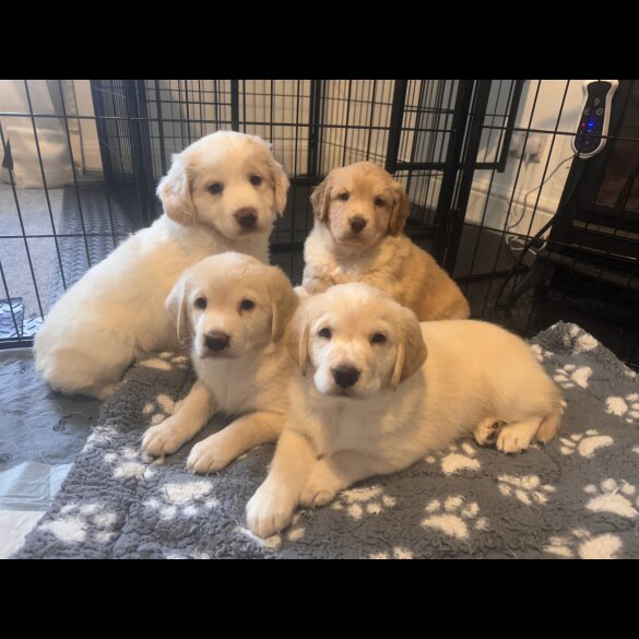 Cocker Spaniel (Working &amp; Show) - Both