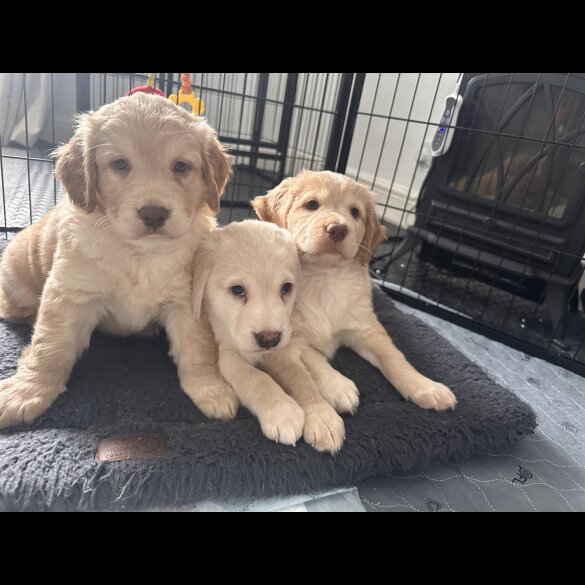 Cocker Spaniel (Working &amp; Show) - Both