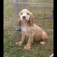 Cocker Spaniel (Working &amp; Show) - Dogs