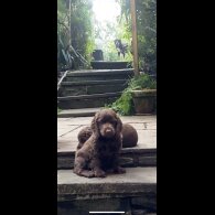 Cocker Spaniel (Working &amp; Show) - Both