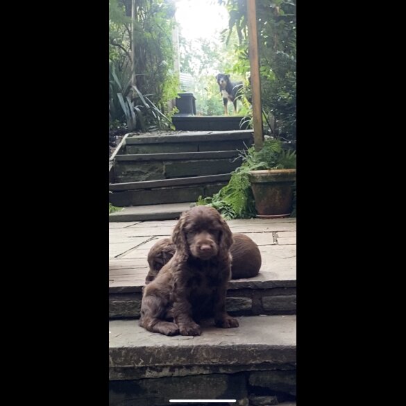 Cocker Spaniel (Working &amp; Show) - Both