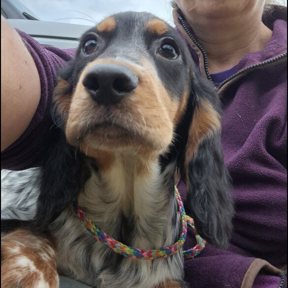 Cocker Spaniel (Working &amp; Show) - Both