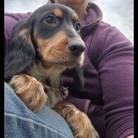 Cocker Spaniel (Working &amp; Show) - Both