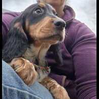Cocker Spaniel (Working &amp; Show) - Both