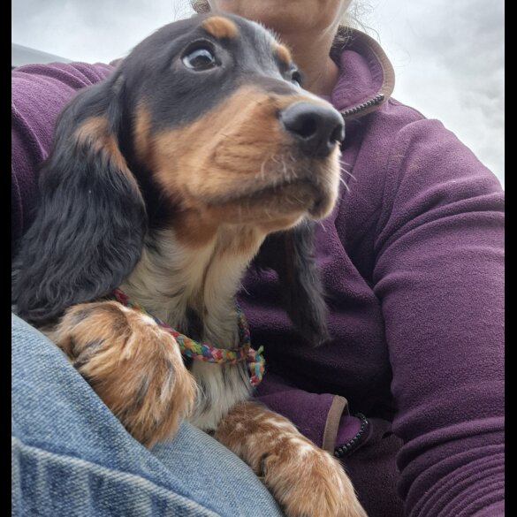 Cocker Spaniel (Working &amp; Show) - Both