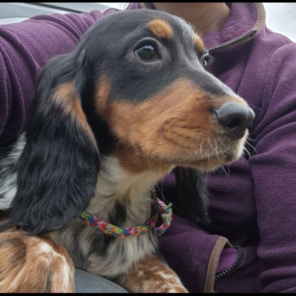 Cocker Spaniel (Working &amp; Show) - Both