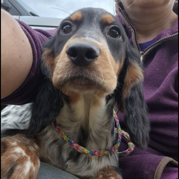 Cocker Spaniel (Working &amp; Show) - Both
