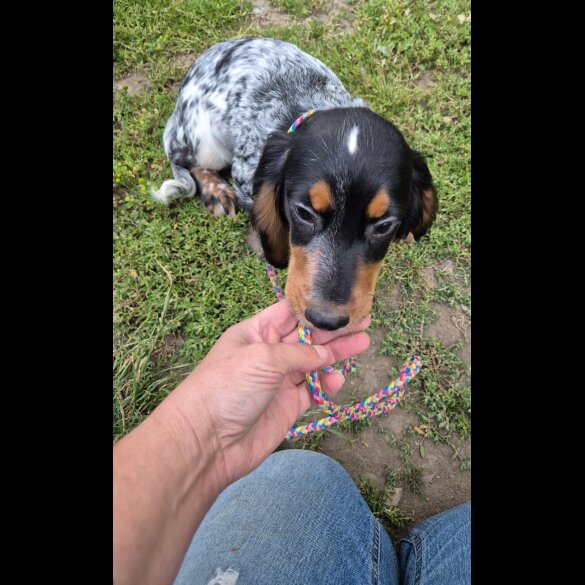Cocker Spaniel (Working &amp; Show) - Both
