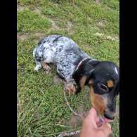 Cocker Spaniel (Working &amp; Show) - Both