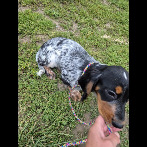 Cocker Spaniel (Working &amp; Show) - Both