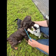 Cocker Spaniel (Working &amp; Show) - Both