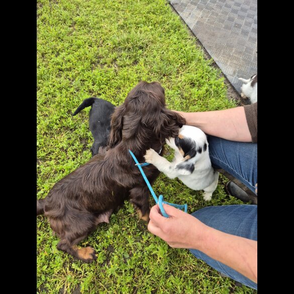 Cocker Spaniel (Working &amp; Show) - Both