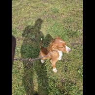 Cocker Spaniel (Working &amp; Show) - Dogs