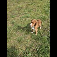 Cocker Spaniel (Working &amp; Show) - Dogs