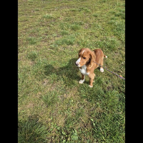 Cocker Spaniel (Working &amp; Show) - Dogs