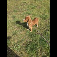 Cocker Spaniel (Working &amp; Show) - Dogs