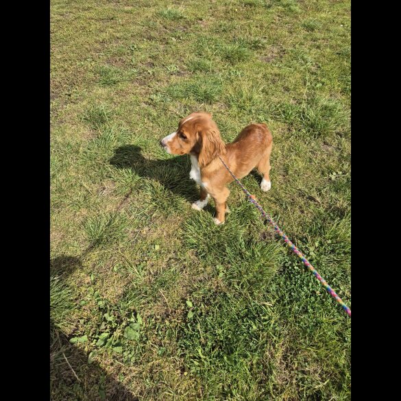 Cocker Spaniel (Working &amp; Show) - Dogs
