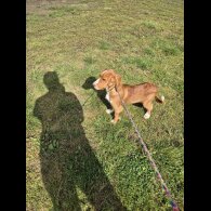 Cocker Spaniel (Working &amp; Show) - Dogs