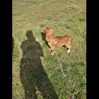 Cocker Spaniel (Working &amp; Show) - Dogs