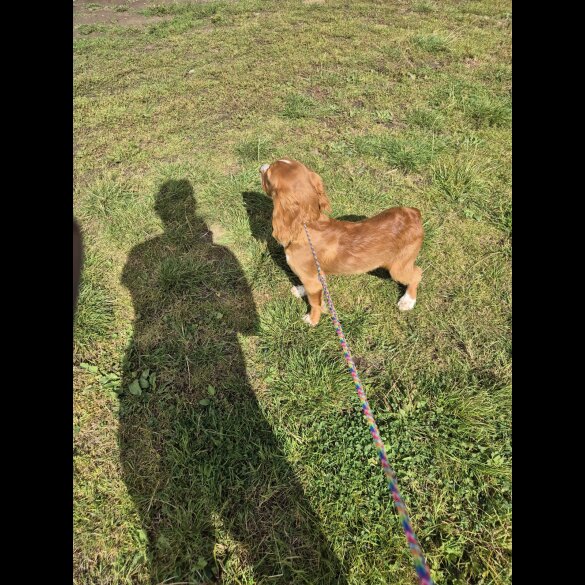 Cocker Spaniel (Working &amp; Show) - Dogs