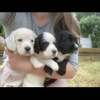 Cocker Spaniel (Working &amp; Show) - Both