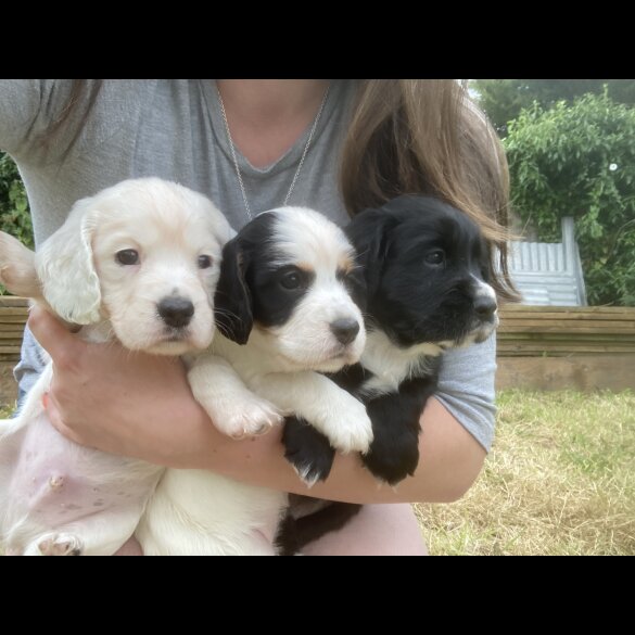 Cocker Spaniel (Working &amp; Show) - Both