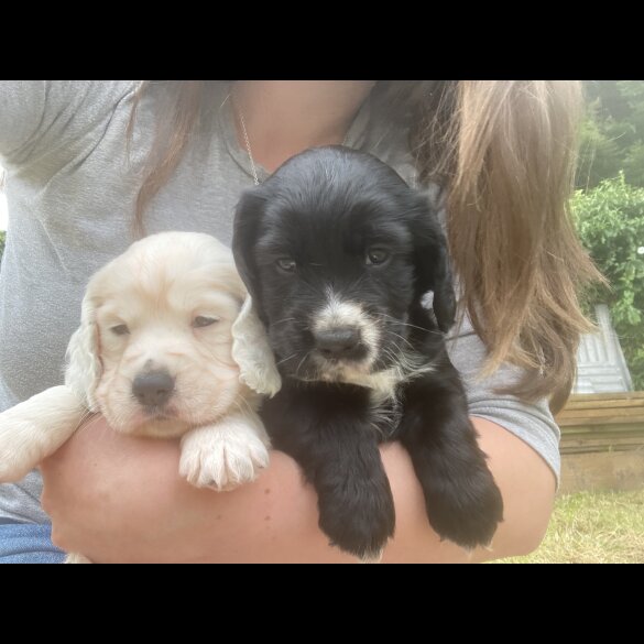 Cocker Spaniel (Working &amp; Show) - Both