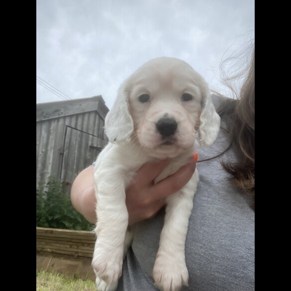 Cocker Spaniel (Working &amp; Show) - Both