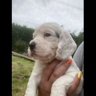 Cocker Spaniel (Working &amp; Show) - Both