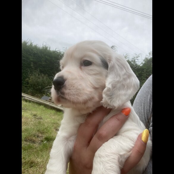 Cocker Spaniel (Working &amp; Show) - Both