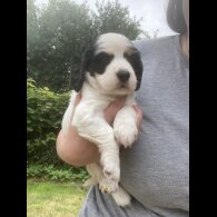 Cocker Spaniel (Working &amp; Show) - Both
