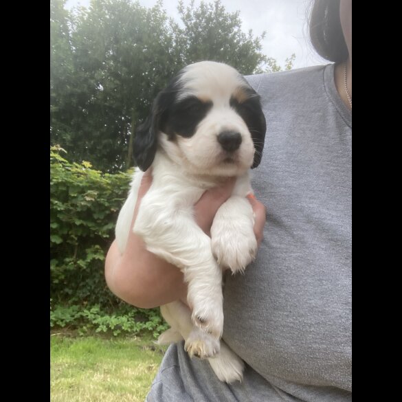 Cocker Spaniel (Working &amp; Show) - Both