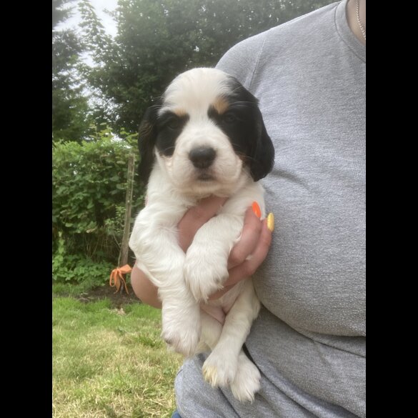 Cocker Spaniel (Working &amp; Show) - Both