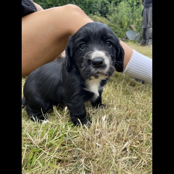 Cocker Spaniel (Working &amp; Show) - Both