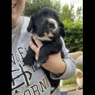 Cocker Spaniel (Working &amp; Show) - Both