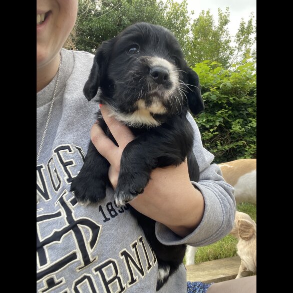 Cocker Spaniel (Working &amp; Show) - Both