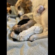 Cocker Spaniel (Working &amp; Show) - Both