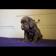 Cocker Spaniel (Working &amp; Show) - Both