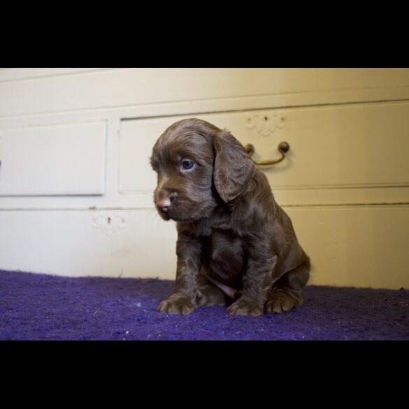 Cocker Spaniel (Working &amp; Show) - Both