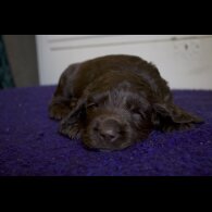 Cocker Spaniel (Working &amp; Show) - Both