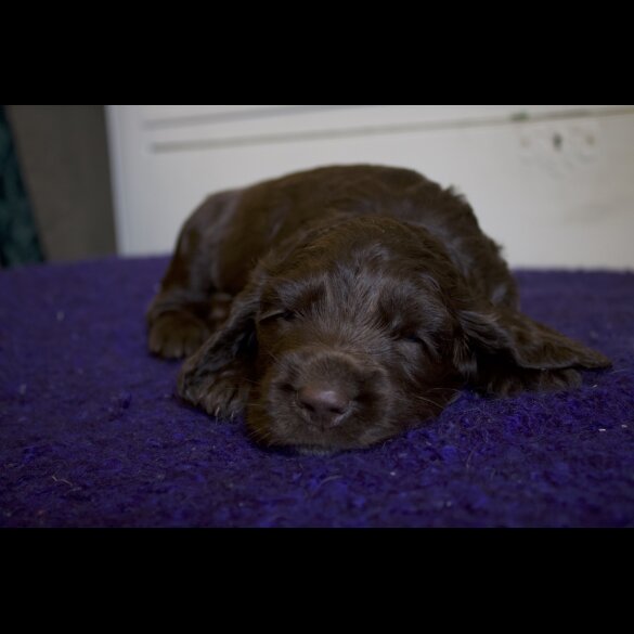 Cocker Spaniel (Working &amp; Show) - Both