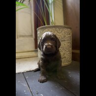 Cocker Spaniel (Working &amp; Show) - Both