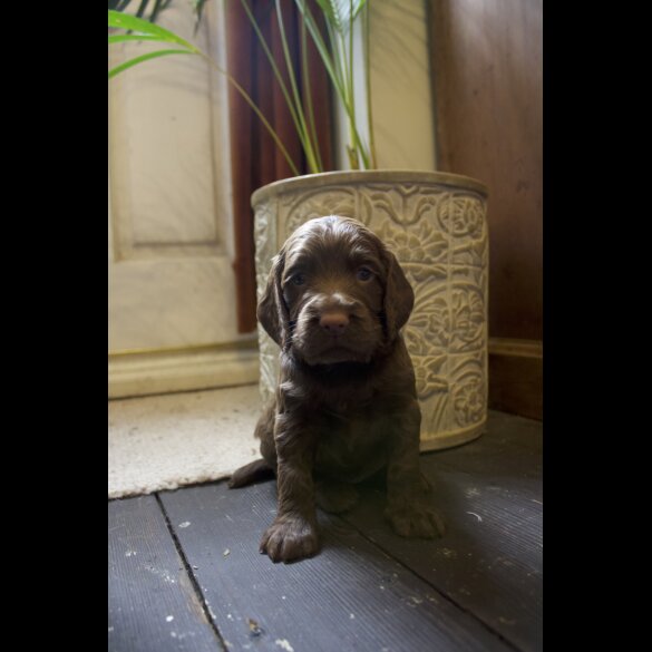Cocker Spaniel (Working &amp; Show) - Both