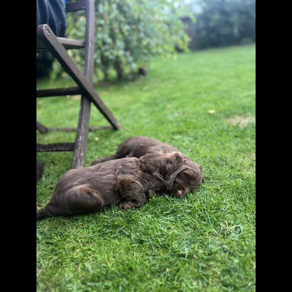 Cocker Spaniel (Working &amp; Show) - Both